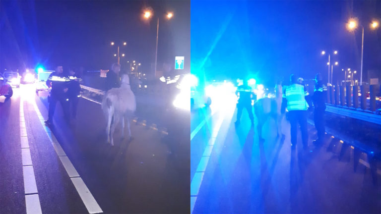 Politie haalt bij Zuidschermer ontsnapte lama van N244