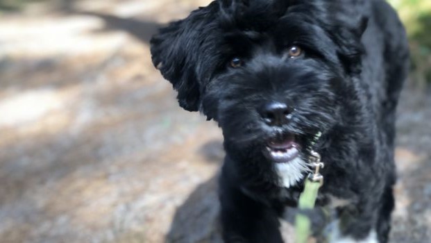 Negen honden uit 500 aanmeldingen genomineerd voor leukste hond van Schoorlse Duinen