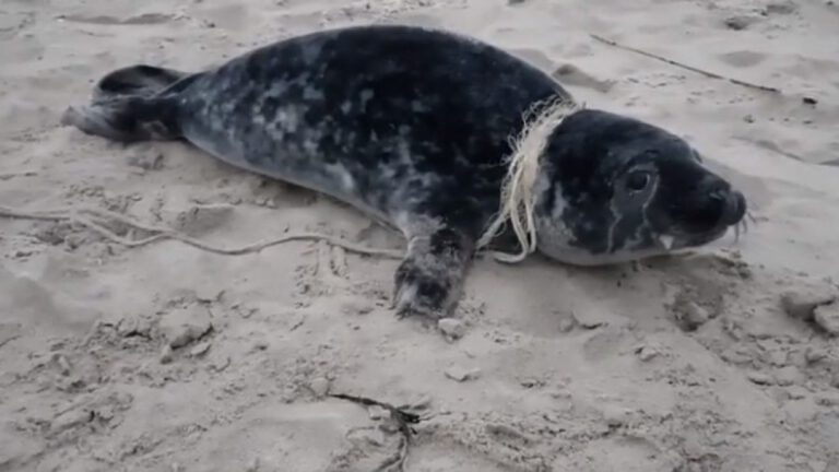 Zeehondje met touw om nek gered: ‘Incident dat door vervuiling steeds vaker voorkomt’