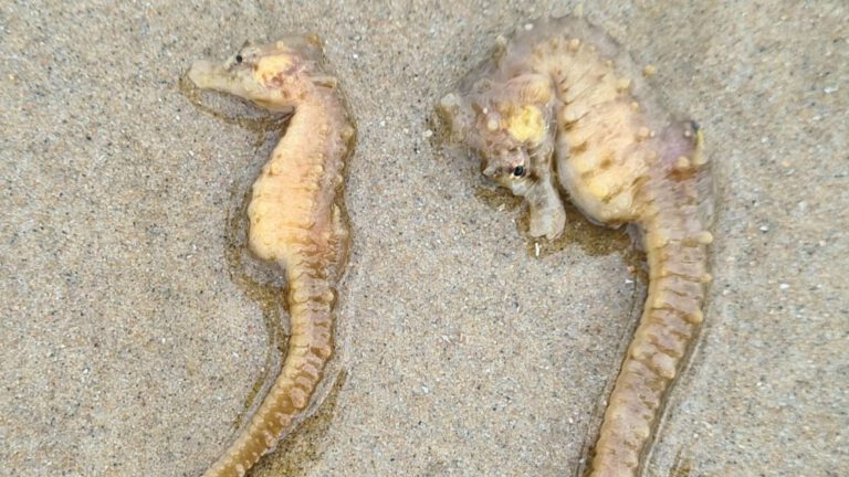 Levende zeepaardjes aangespoeld op het strand: “Die wil je eens in je leven zien”