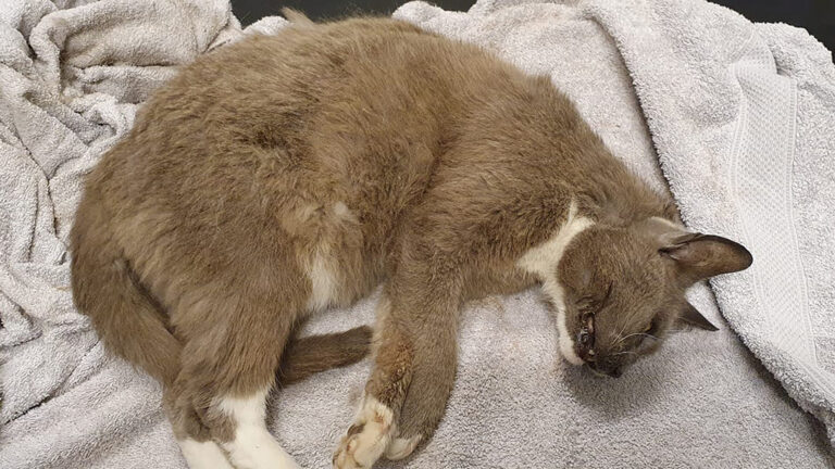 Met kapotgebeten kat van Alkmaar naar Middenmeer voor hulp: “Schande voor alle dierenartsen”