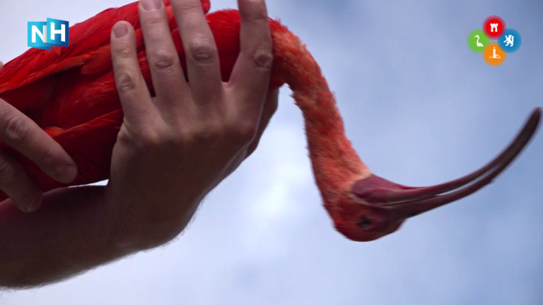 Vogelaars: “Dode rode ibis uit zee niet dezelfde als Egmondse polder-ibis”