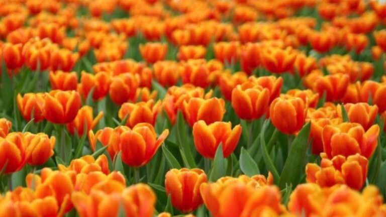 Bergen wil oranje tulpenharten in dorpskernen planten: “Kom met goede plek”