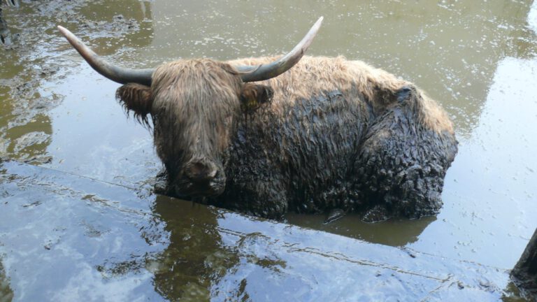 Zes dode Schotse Hooglanders gevonden op erf veehouder, drie verzwakte runderen afgemaakt