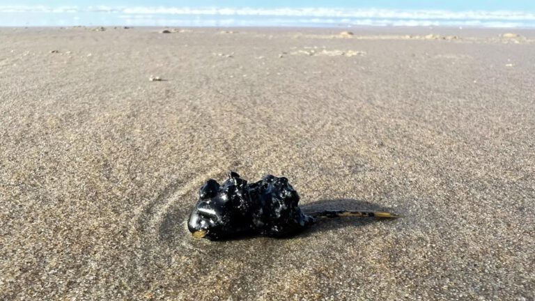 Bolletjes olie op verschillende stranden aangetroffen, vogels besmeurd