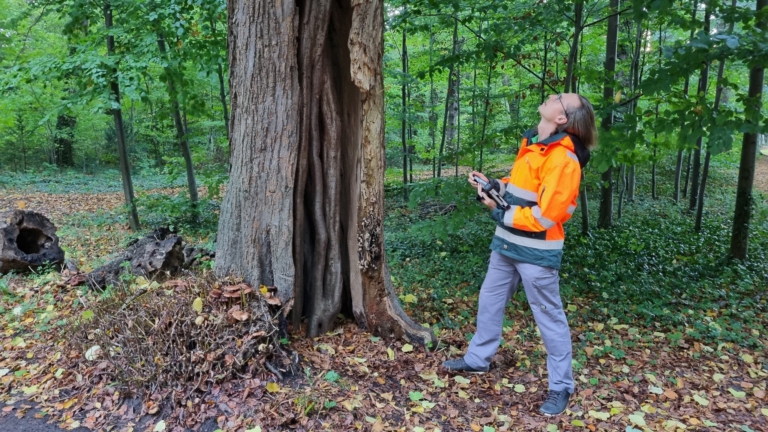De Boominspecteurs controleren 9.000 bomen in gemeente Bergen