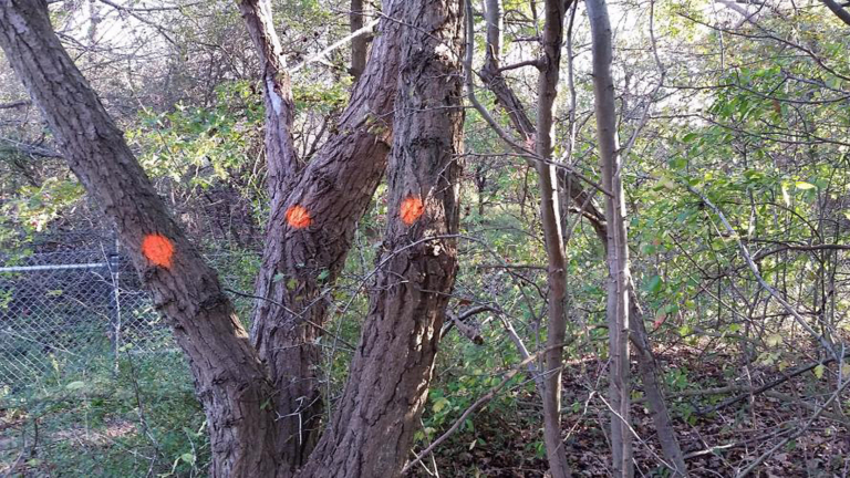 Staatsbosbeheer zet weer stippen op bomen in het Schoorlse dennenbos