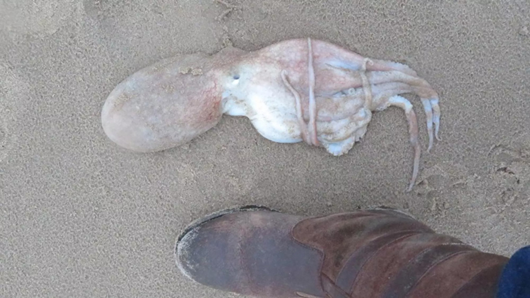 Zeldzame inktvis aangespoeld op het strand van Egmond aan Zee: “Heel zelden gezien”