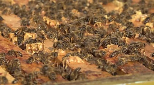 Nationale Bijentelling verlengd: “weinig bijen te zien”