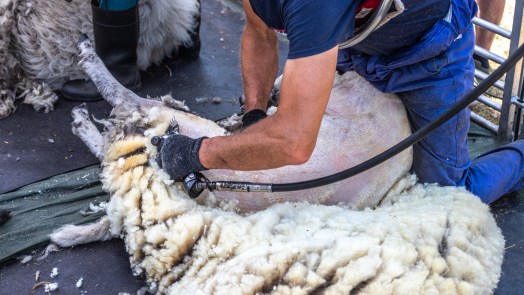 Schapen scheren van handel naar ritueel: “Ze produceren nou eenmaal wol”