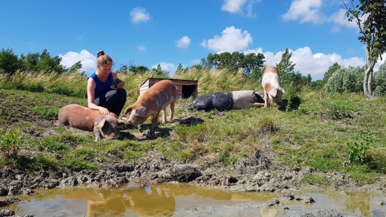 Crowdfund-actie om Husumer varkens van De Groene Oase te redden van de slacht