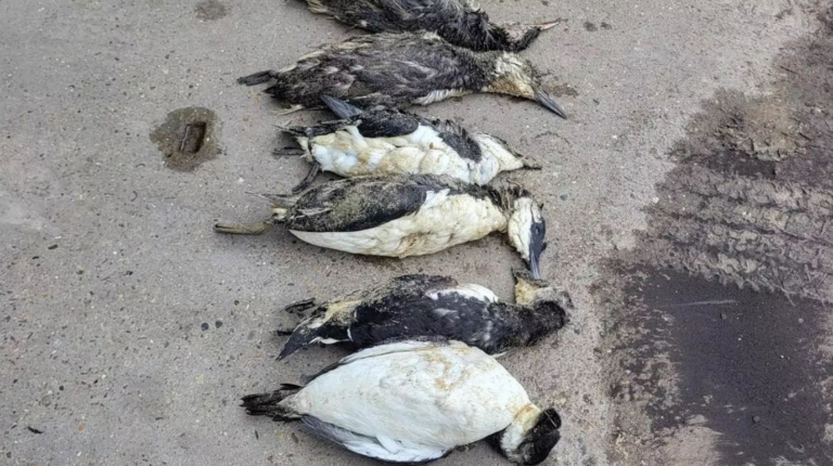Tientallen dode en zieke vogels op het strand: “Vreemd dat het er zo veel zijn”