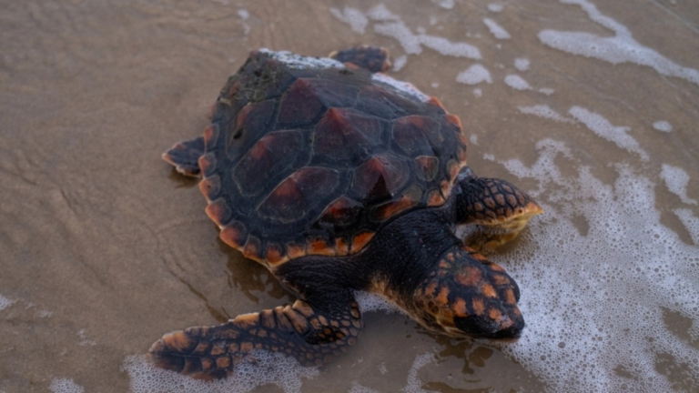 Aangespoelde zeeschildpad maakt het goed: ‘Tot nu toe gaat het prima’