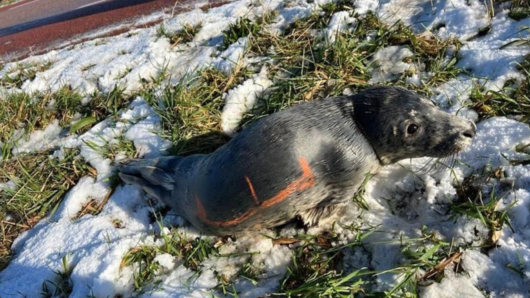 Eigenwijs zeehondje toert van Den Helder naar Ursem: “Hij zwemt nu lekker bij Egmond aan Zee”